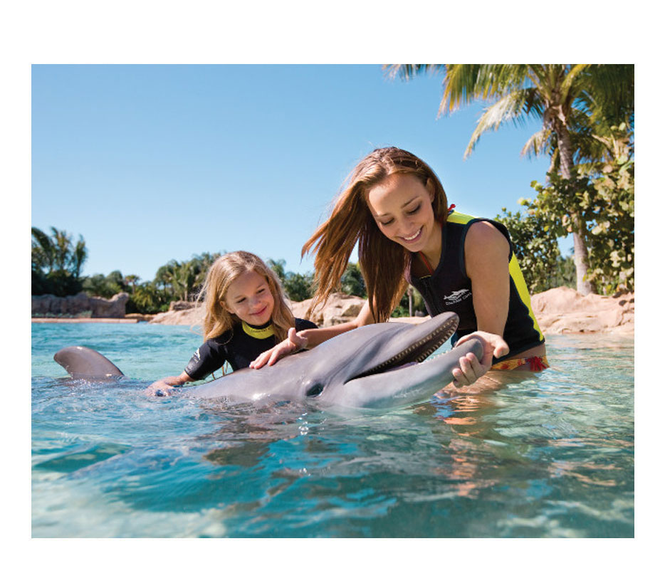 click here to contact us now to find a discovery cove package