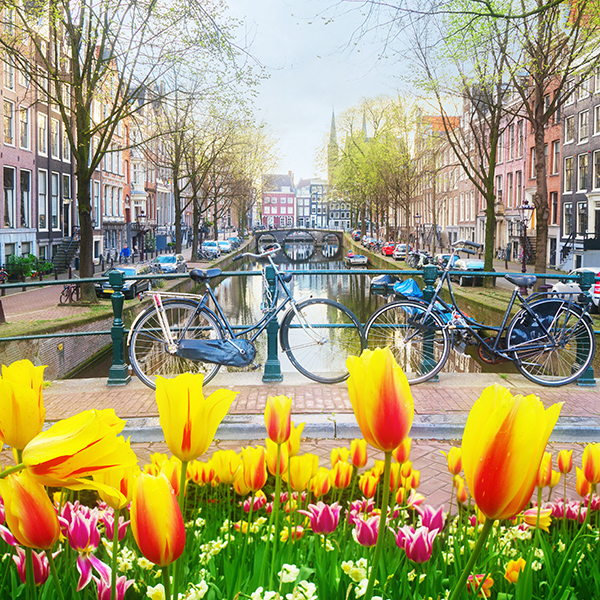Bicycles parked on a canal bridge in Amsterdam, the Netherlands in springtime, with tulips in the foreground